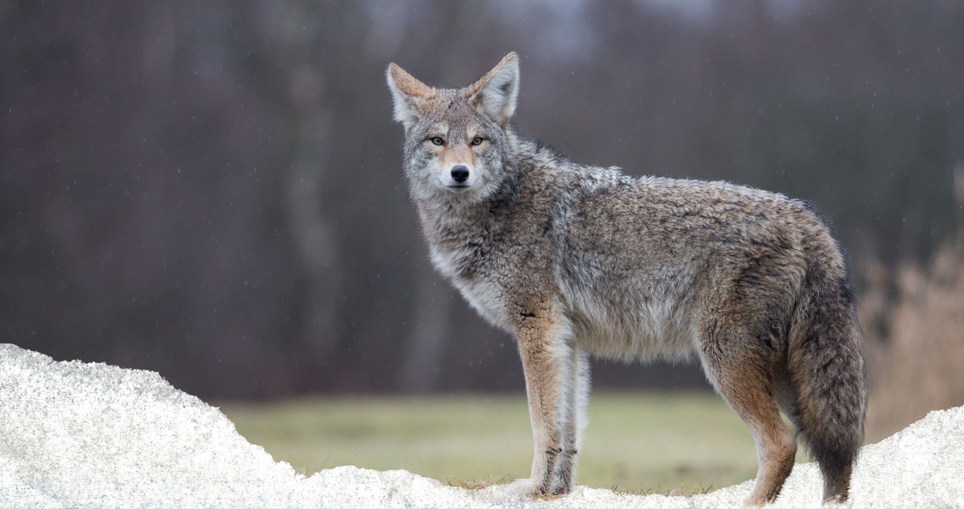 A lone grey wolf symbolizes deeper mysteries and fan theories about Monty Miller’s fate in Landman’s twisting narrative.