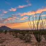 Golden Texas desert sunset with ocotillo cactus and rugged mountains, capturing the raw landscape often seen in Landman cinematography.